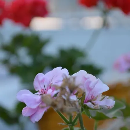 迪格曼尼豪宅住宿加早餐旅馆 阿拉恰特